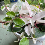 Hoya Krimson Queen Hanging Basket