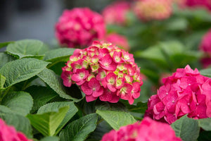 Hydrangea Summer Crush