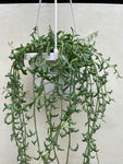 String of Dolphins Senecio