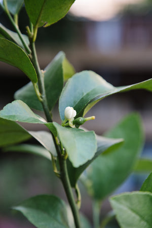 Meyer Lemon Tree