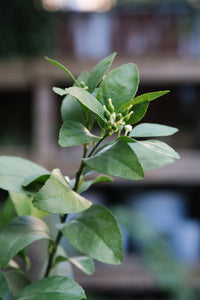 Meyer Lemon Tree