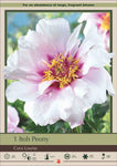 Itoh Peony Cora Louise - Bare Roots