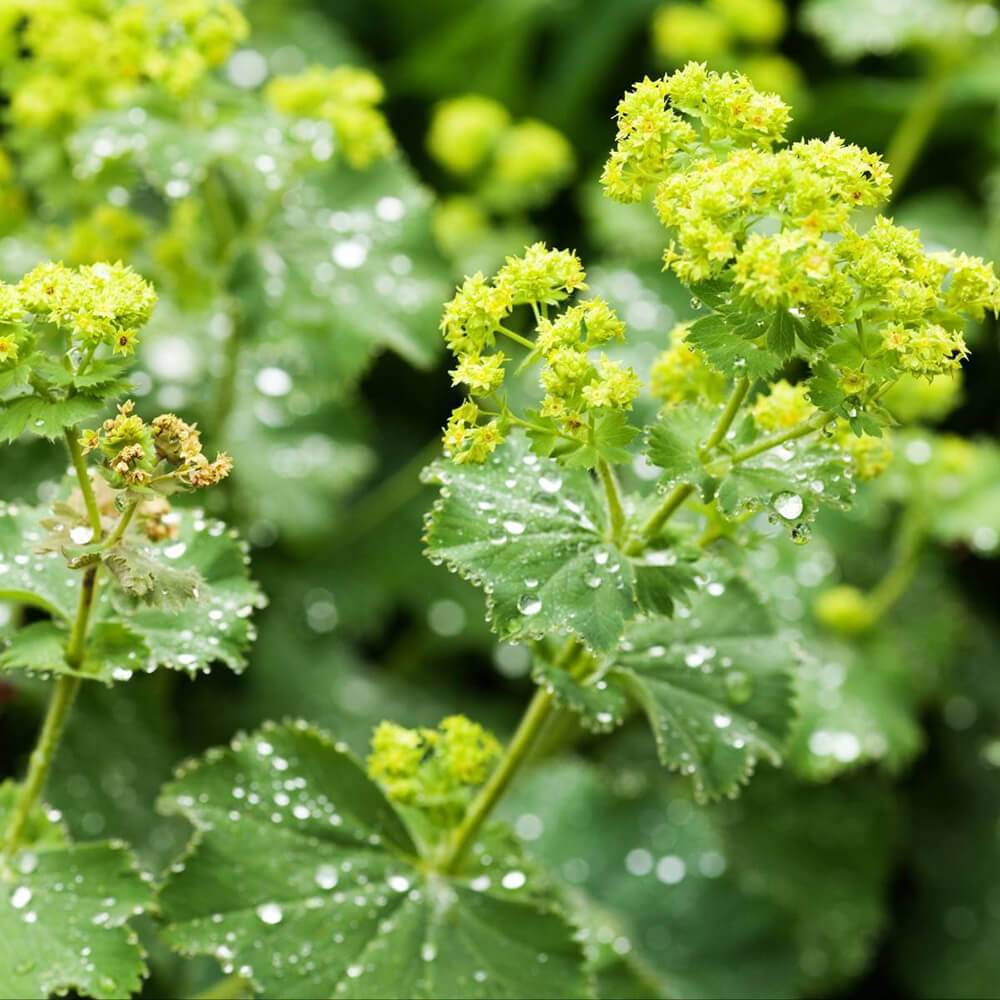 Lady's Mantle