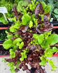 Lettuce Salad Mix Pack 4