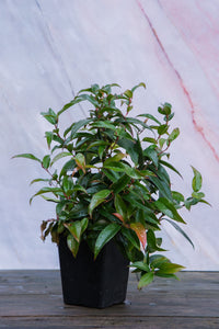 Laucothoe Scarletta Zeblid