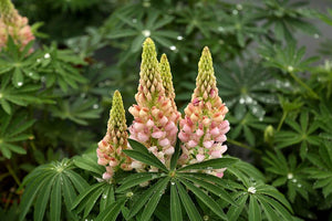Lupine Gallery Mix