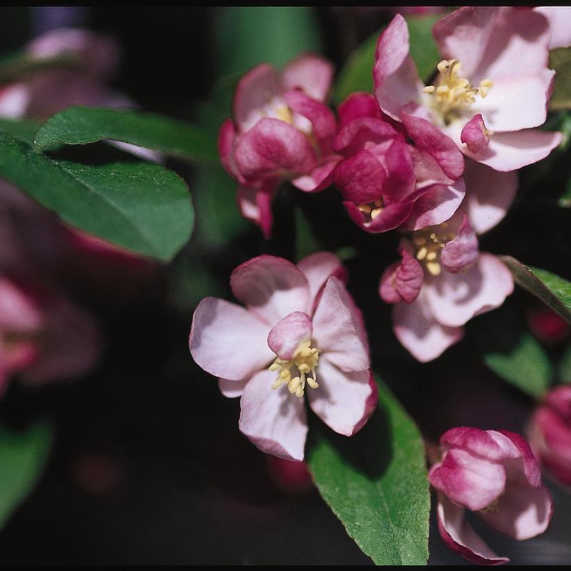 Coralburst Crabapple