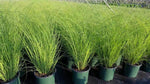 Grass Miscanthus Scout