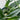 Monstera Standleyana Albo 