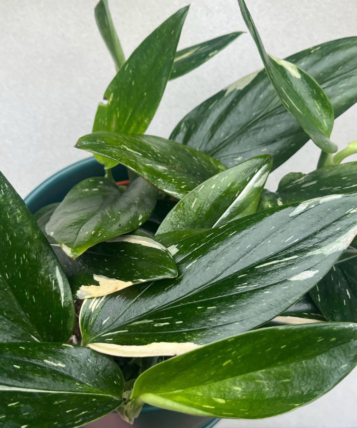 Monstera standleyana var. albo  Chelsea Garden Center
