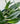 Monstera Standleyana Albo 