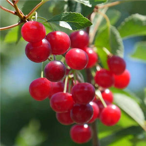 Montmorency Cherry