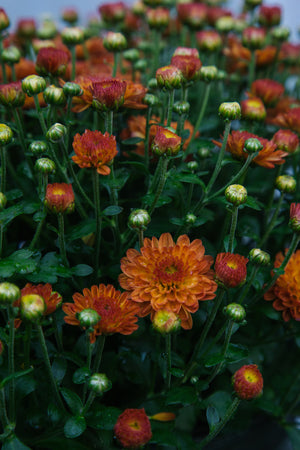 Chrysanthemum Bronze Large