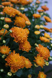 Chrysanthemum Orange Large