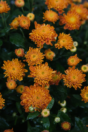 Chrysanthemum Orange Medium
