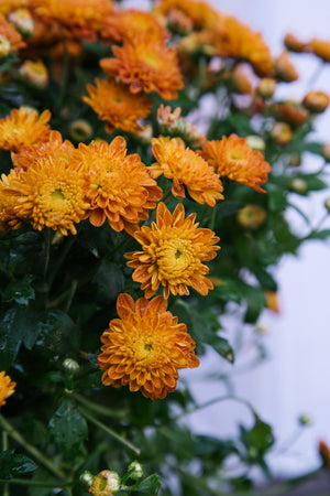 Chrysanthemum Orange Large
