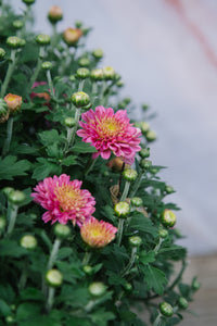 Chrysanthemum Pink Large