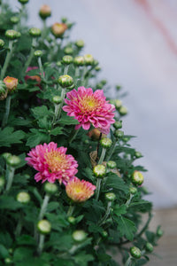 Chrysanthemum Pink Medium