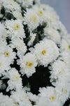 Chrysanthemum White Large