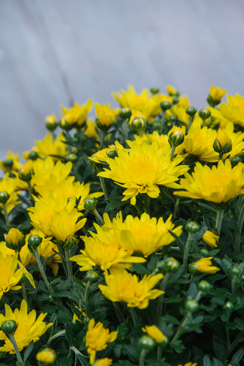 Chrysanthemum Yellow Large