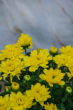 Chrysanthemum Yellow Medium