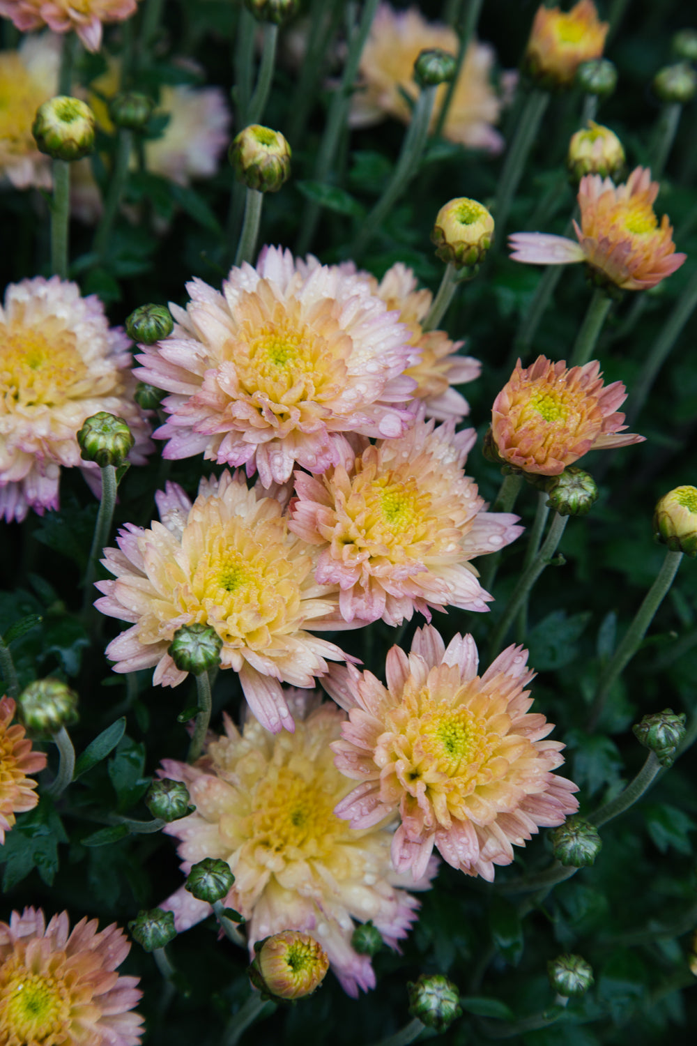 Chrysanthemum Blush Large