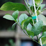 Semi-Dwarf Navel Orange Tree