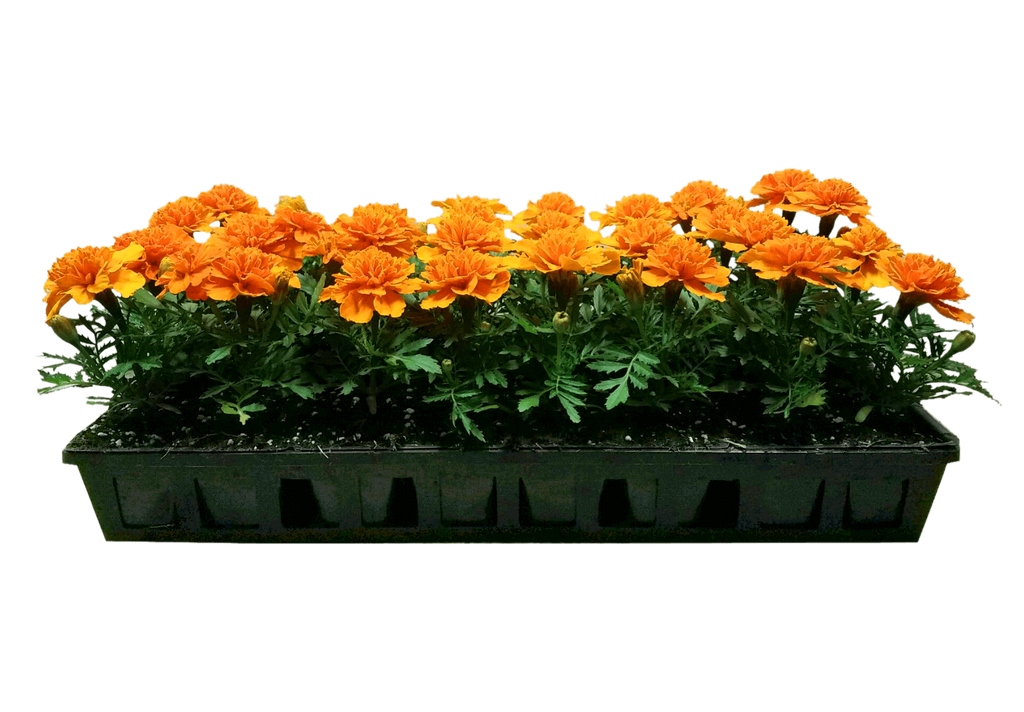 Orange Marigold Flat