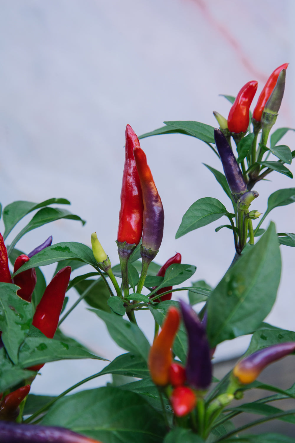 Ornamental Pepper Mix 4 Pack