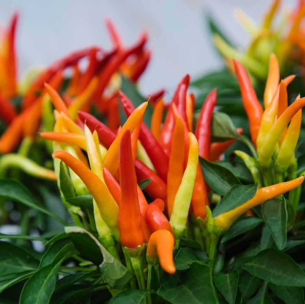 Ornamental Pepper