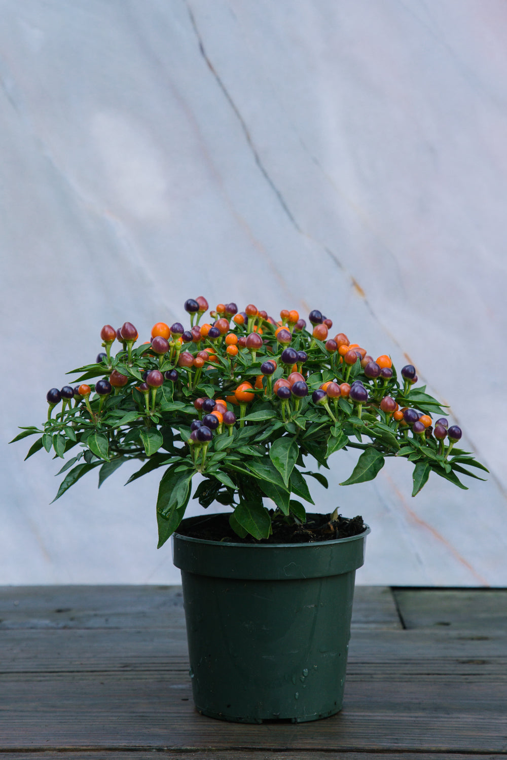 Ornamental Pepper Mix 4 Pack