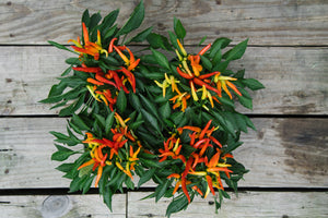 Ornamental Pepper Mix 4 Pack