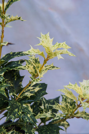 Osmanthus Goshiki false holly