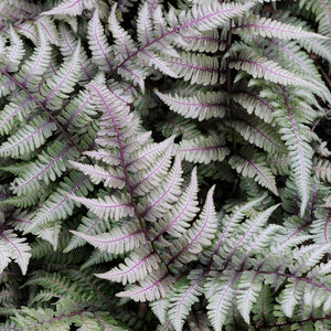 Japanese Painted Fern