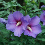 Hibiscus Violet Satin Tree Form (Hardy)