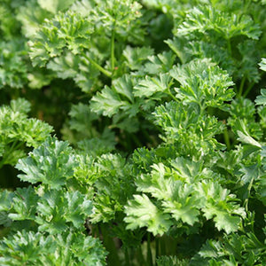Parsley Curly Forest Green