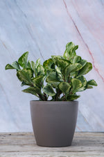Peperomia Golden Gate Small