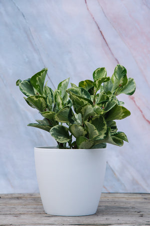 Peperomia Golden Gate Small