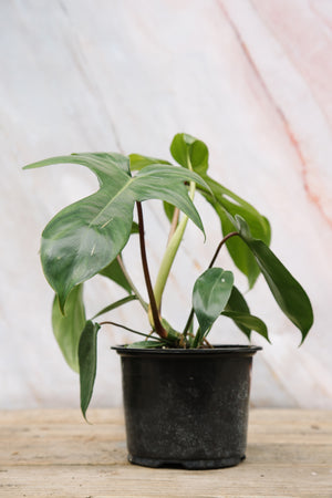 Philodendron Florida Beauty Small