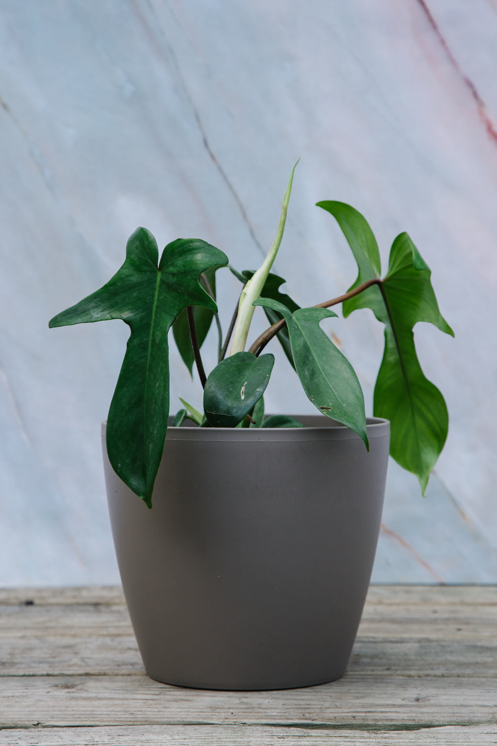 Philodendron Florida Beauty Small