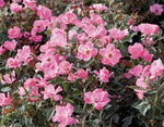 Rose Pink Double Knockout