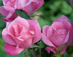Rose Pink Double Knockout