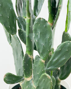 Prickly Pear Cactus Large