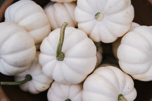 White Jack Be Little Pumpkins