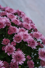 Chrysanthemum Purple Large
