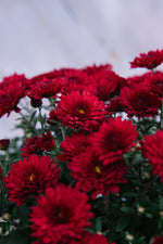 Chrysanthemum Red Medium