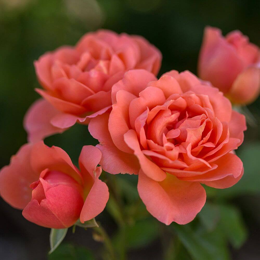 Roses – Tagged shrub – Chelsea Garden Center