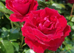 Rose Cherrytini