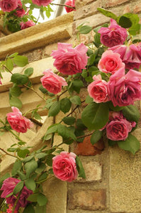 Rose True Bloom