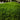 Green Irish Moss